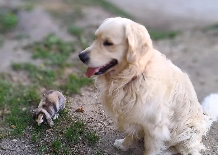 La De Perrine Couette-café